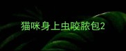 猫咪身上虫咬脓包