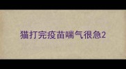 猫打完疫苗喘气很急