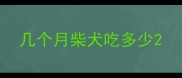 几个月柴犬吃多少