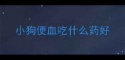 小狗便血吃什么药好