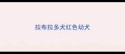 拉布拉多犬红色幼犬