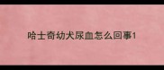 哈士奇幼犬尿血怎么回事