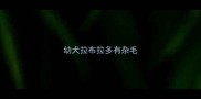 幼犬拉布拉多有杂毛