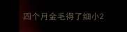 四个月金毛得了细小