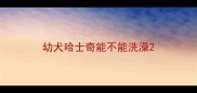 幼犬哈士奇能不能洗澡