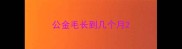 公金毛长到几个月