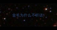 金毛为什么不听话