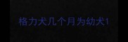 格力犬几个月为幼犬