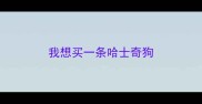 我想买一条哈士奇狗
