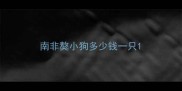 南非獒小狗多少钱一只