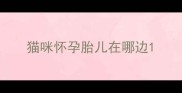 猫咪怀孕胎儿在哪边