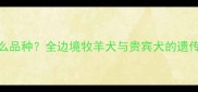 黑白花小狗是什么品种全边境牧羊犬与贵宾犬的遗传特征及饲养指南