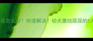 小狗激动尿尿怎么办快速解决幼犬激动尿尿的5大专业方法