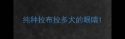 纯种拉布拉多犬的眼睛
