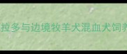 边拉串串全攻略拉布拉多与边境牧羊犬混血犬饲养指南与品种特性深度