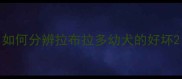 如何分辨拉布拉多幼犬的好坏