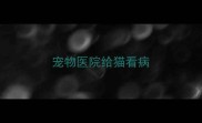 宠物医院给猫看病