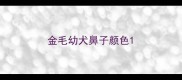 金毛幼犬鼻子颜色