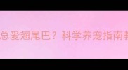 拉布拉多幼犬总爱翘尾巴科学养宠指南教你正确应对