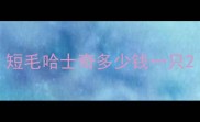 短毛哈士奇多少钱一只