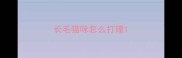 长毛猫咪怎么打理