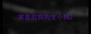 家里的狗狗生小狗