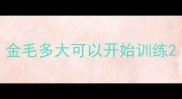 金毛多大可以开始训练