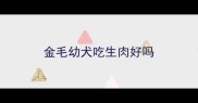 金毛幼犬吃生肉好吗
