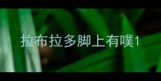 拉布拉多脚上有噗