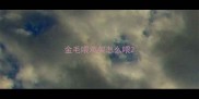 金毛喂鸡架怎么喂