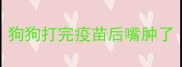 狗狗打完疫苗后嘴肿了
