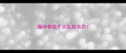 猫咪焦躁不安乱咬东西