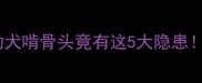 警惕两个月幼犬啃骨头竟有这5大隐患正确方法看这里