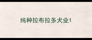 纯种拉布拉多犬业