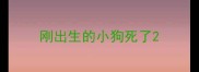 刚出生的小狗死了