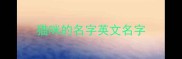 猫咪的名字英文名字