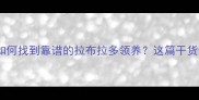 救助指南如何找到靠谱的拉布拉多领养这篇干货请收好