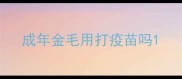 成年金毛用打疫苗吗
