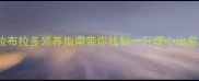 临海地区拉布拉多领养指南带你找到一只暖心治愈系毛孩子