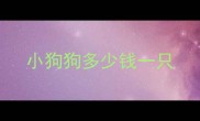 小狗狗多少钱一只