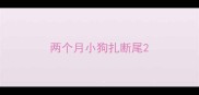 两个月小狗扎断尾
