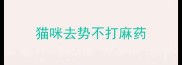 猫咪去势不打麻药