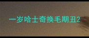 一岁哈士奇换毛期丑