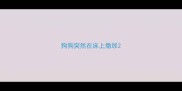 狗狗突然在床上撒尿