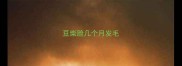 豆柴脸几个月发毛