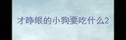 才睁眼的小狗要吃什么