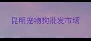 昆明宠物狗批发市场