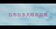 拉布拉多犬眼有泪痕