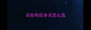买拉布拉多犬怎么选