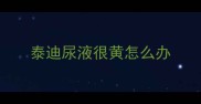 泰迪尿液很黄怎么办